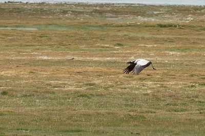 Wildlife at TsoMoriri